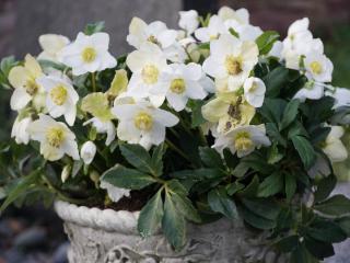 Black hellebore in a pot