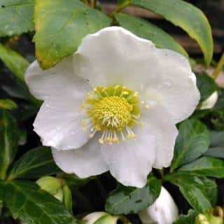 Pearl white lenten rose flower