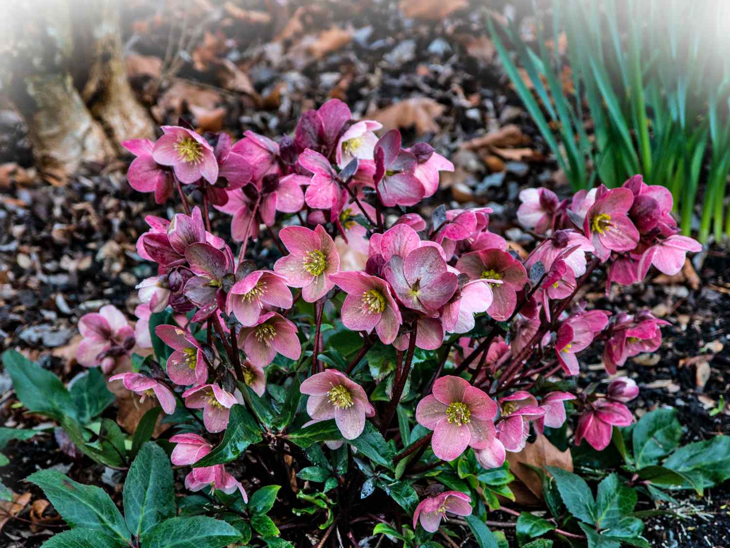 Lenten rose