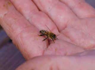 The honeybee has yellow and black rings and is covered with fuzz