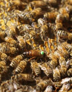 Queen bee and workers on a honeycomb