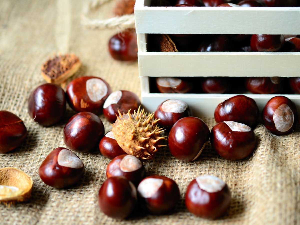 Horse chestnut benefits