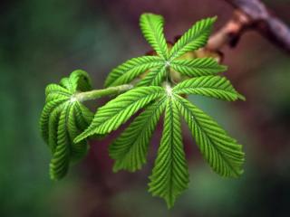 Horse chestnut leaves benefits