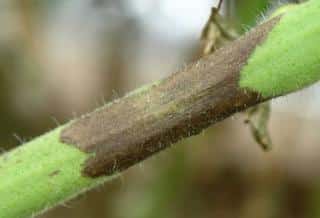 Tomato stem direct infection by phytophthora