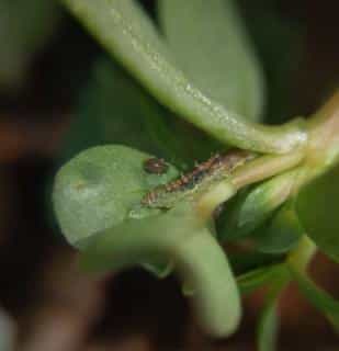 Hoverfly larvae eat aphids, adults pollinate flowers