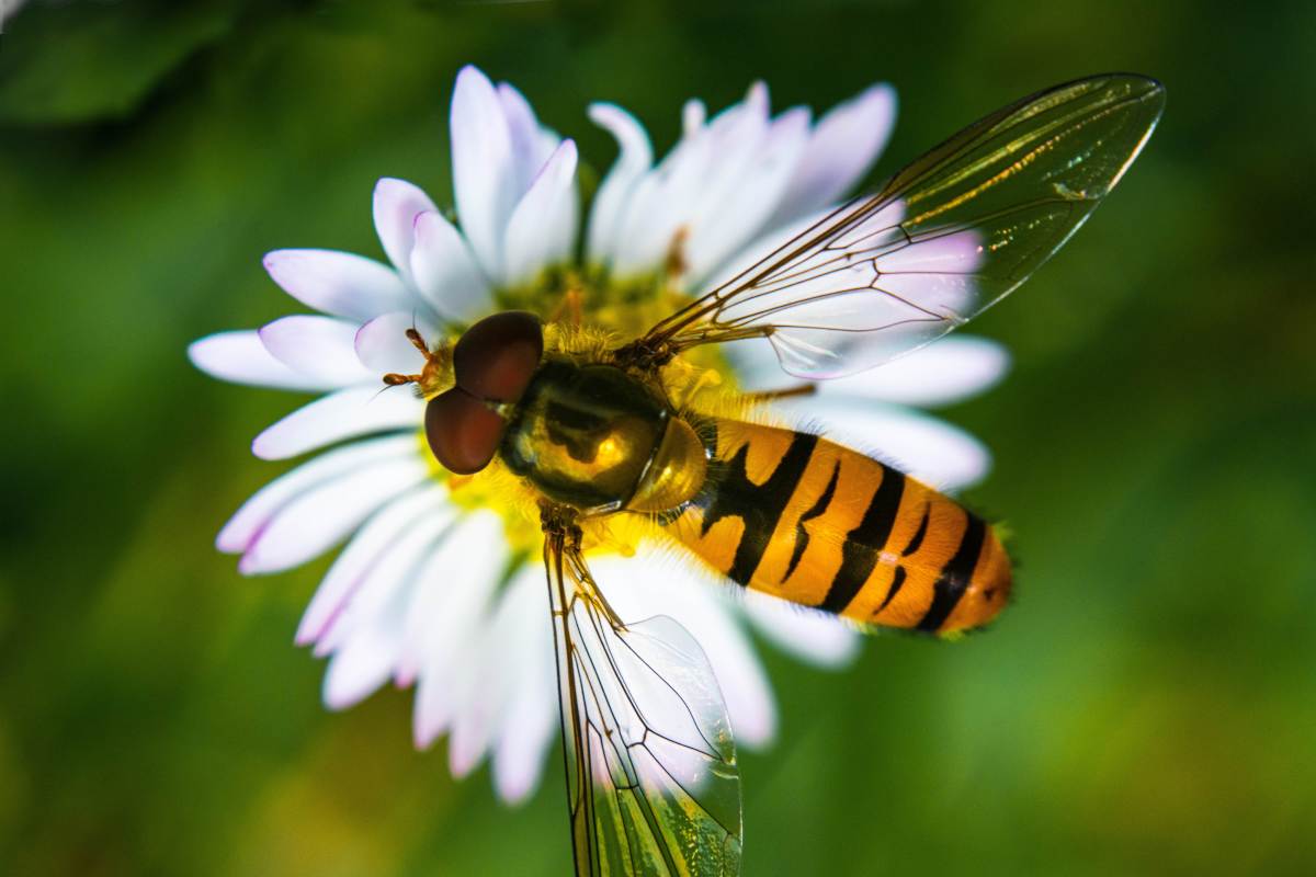 Hoverfly on a lawn daisy