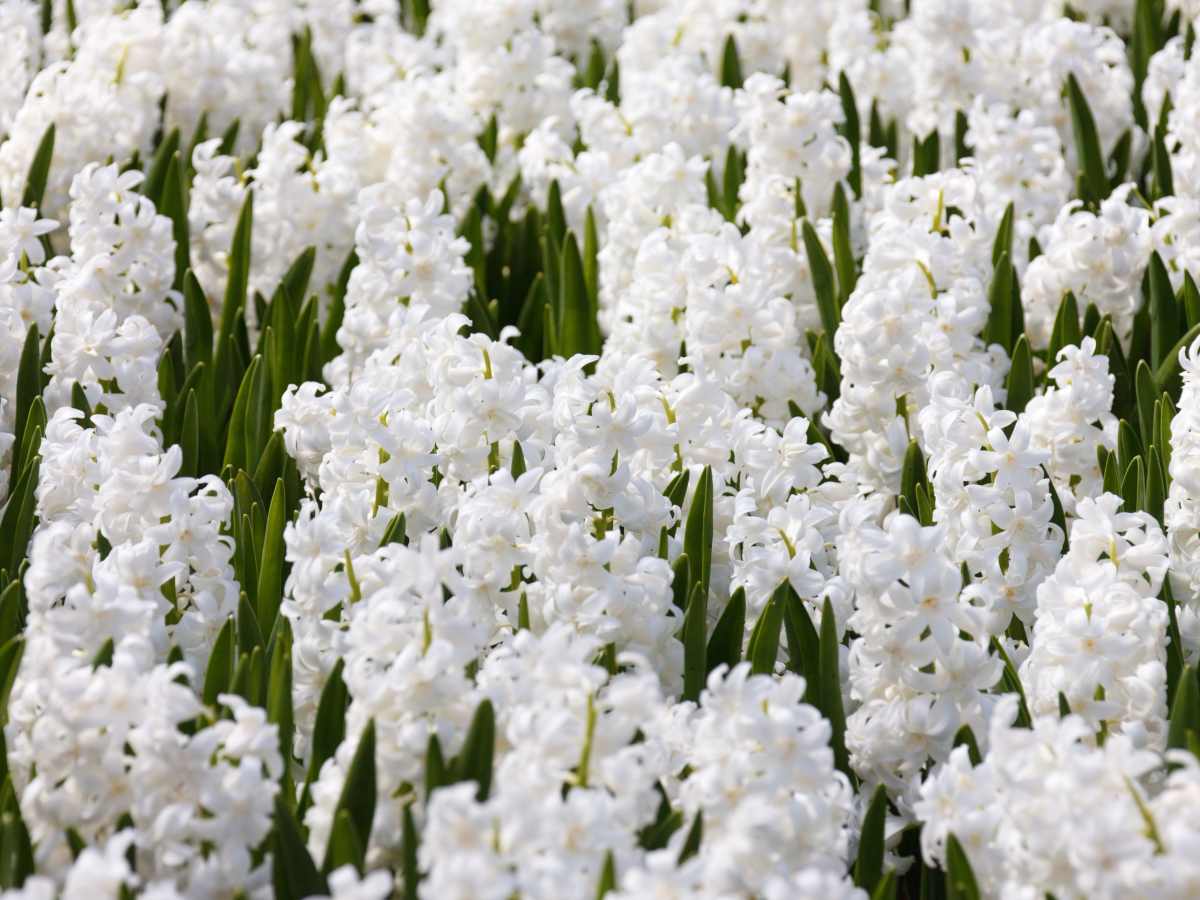 White pearl hyacinth