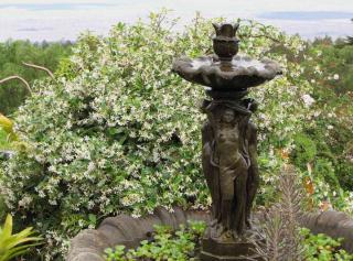 Indian jasmine surrounding a fountain