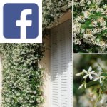 Picture related to Indian jasmine overlaid with the Facebook logo.