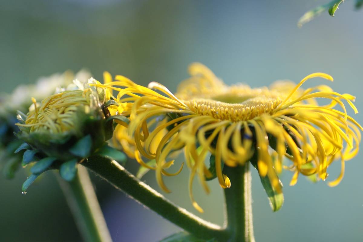 Health benefits of inula hellenium or elfdock