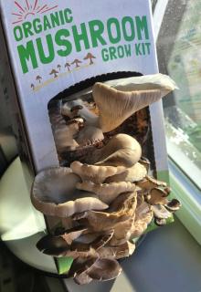 Mushroom grow kit