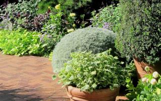 Ball of trimmed helichrysum italicum