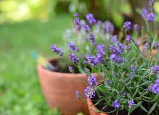 Lavender flower in terra cotta pots