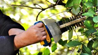 Person trimming a hedge with a power trimmer