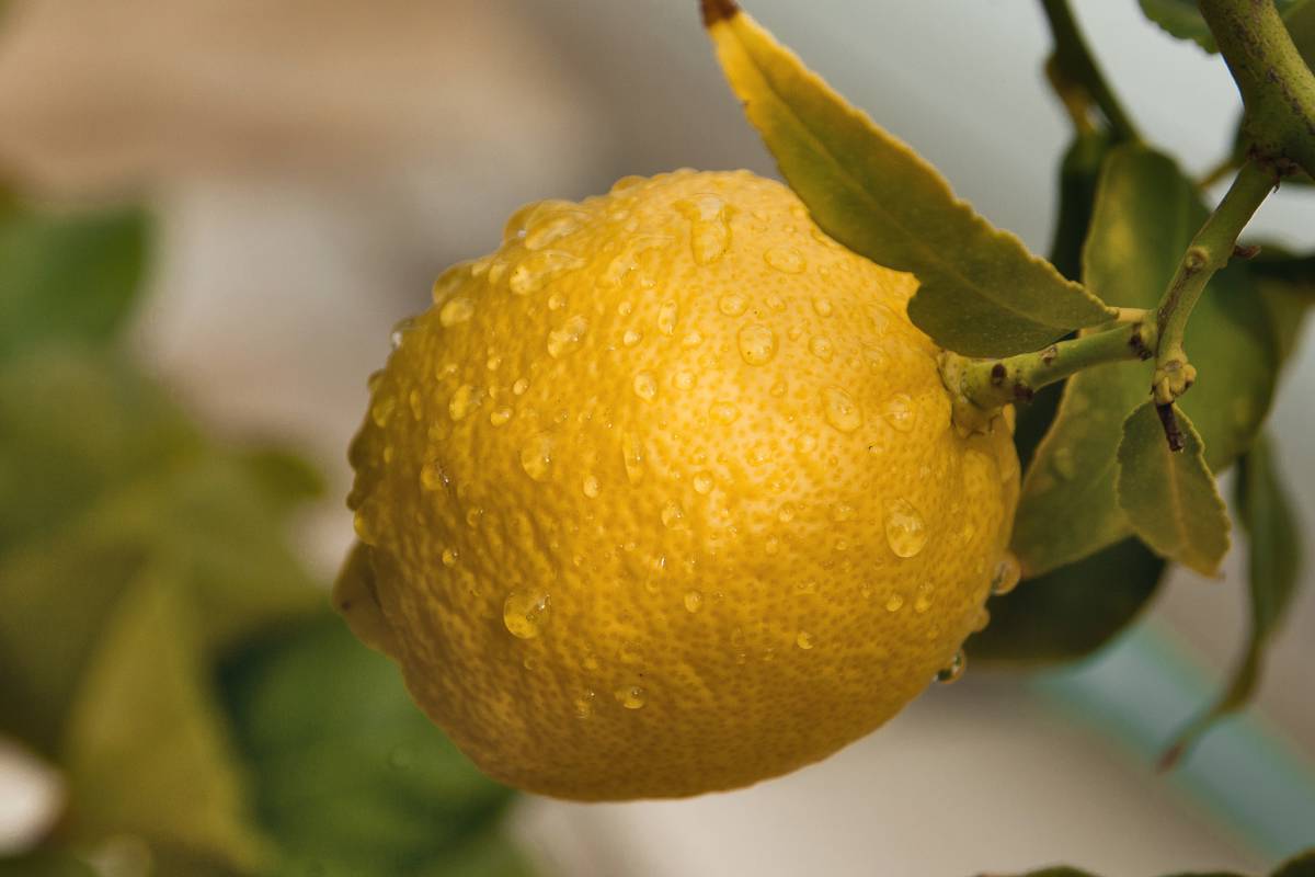 Lemon tree watering guide