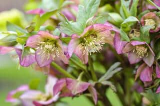 growing lenten rose