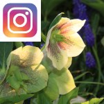 Picture related to Lenten rose overlaid with the Instagram logo.