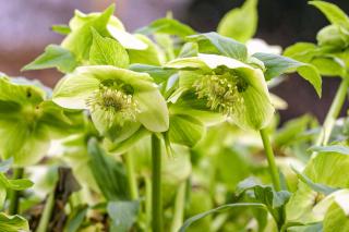 A light green clump of Hellebore orientalis, the lenten rose