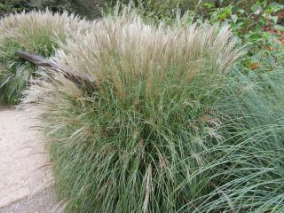 Zebra grass care