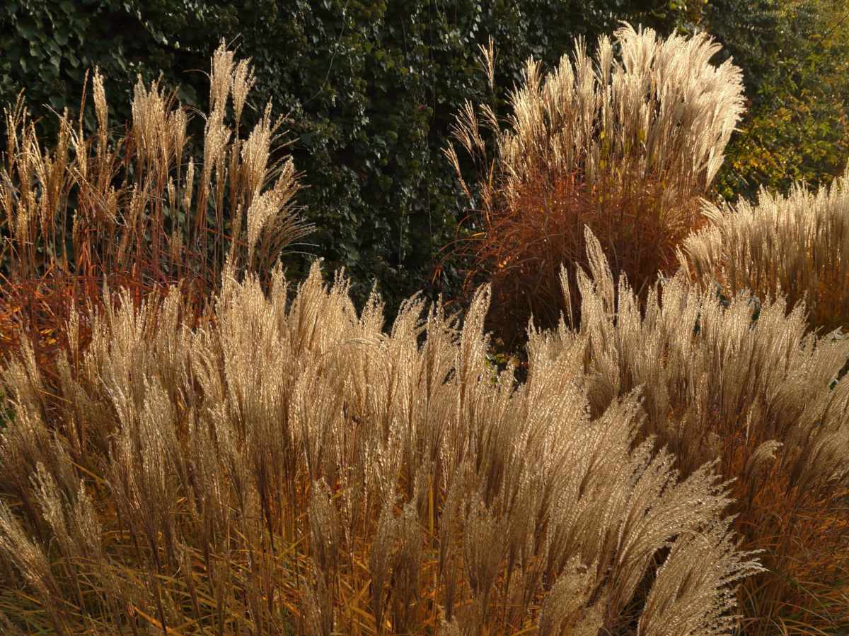 Miscanthus sinensis