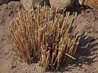 Trimming pruning miscanthus