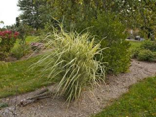 Miscanthus grass planting