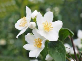 Mock orange planting guide