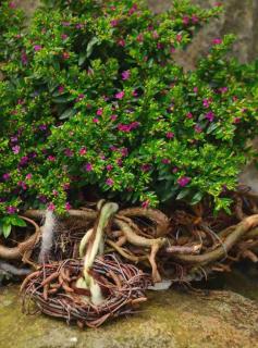 Purple-flowered myrtus communis shrub