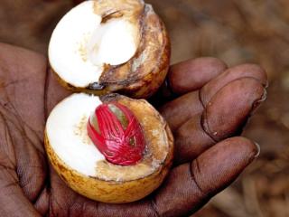 Nutmeg plant