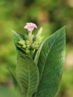 Ornamental tobacco care