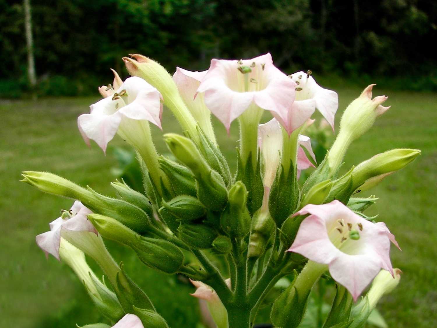 Ornamental tobacco