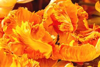 Sun-like fire of a gold yellow parrot tulip bloom