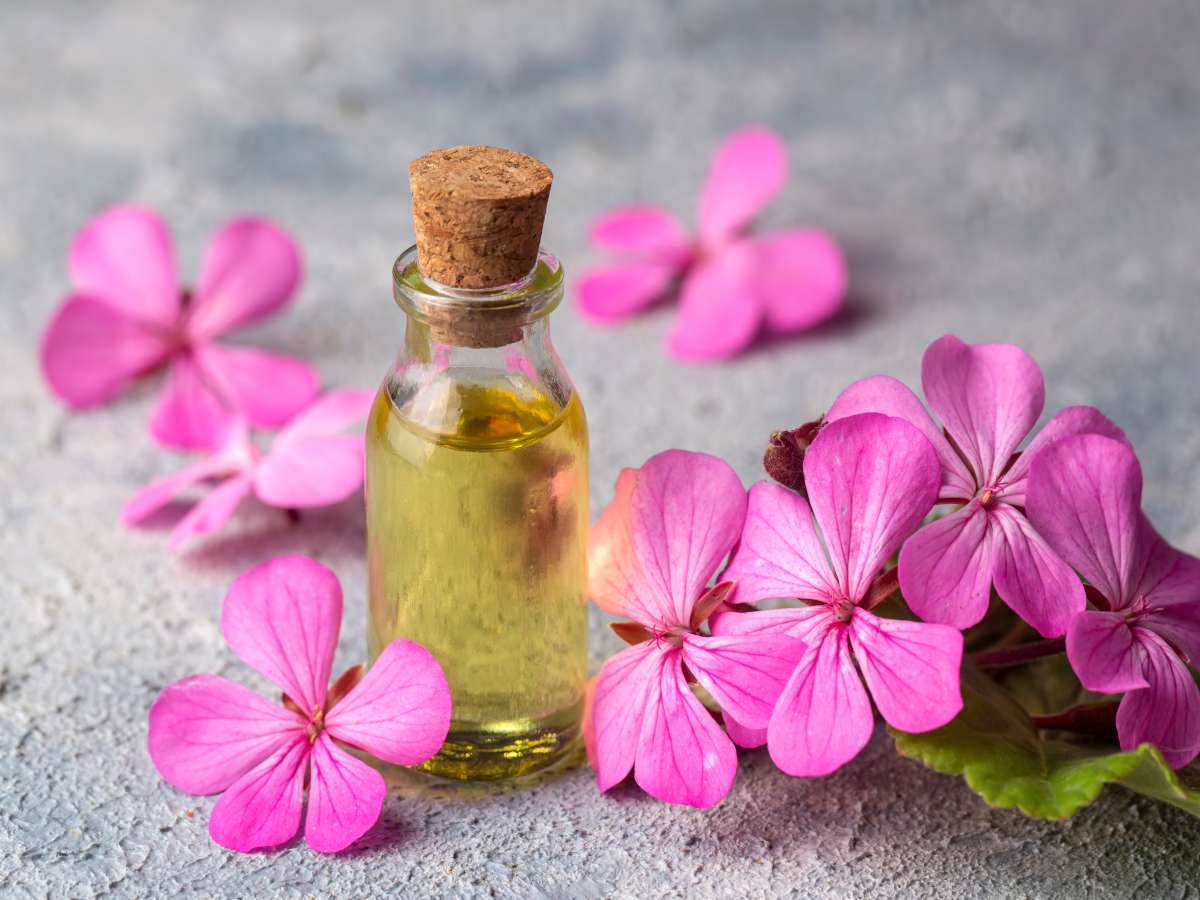 Benefits of pelargonium for health