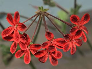 History of pelargonium as an herb