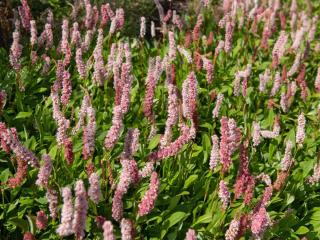 Persicaria affinis