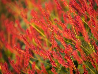 Persicaria amplexicaulis