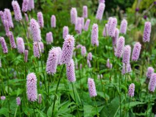 Persicaria bistorta