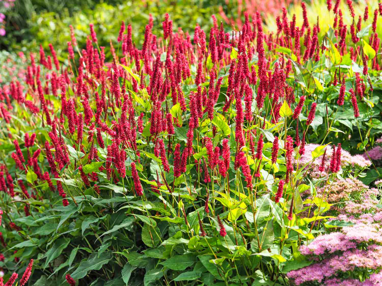 Persicaria