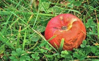 Apple with a spot of rot due to phytophthora