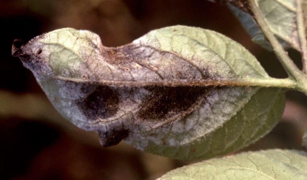 Leaf with traces of white and black, part of the phytophthora lifecycle