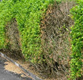 Mock-orange hedge dying off because of a phytophthora infection
