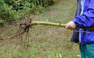 Treating against phytophthora