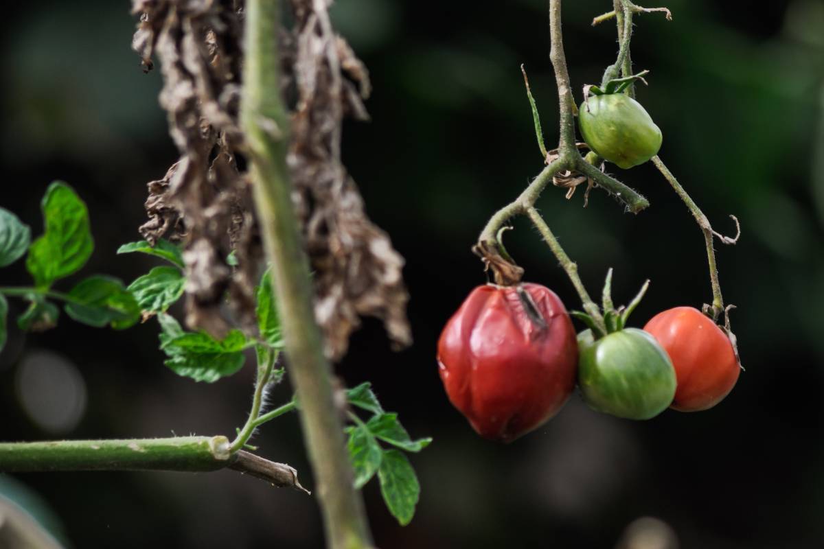 phytophthora on a tomato plant and fruit