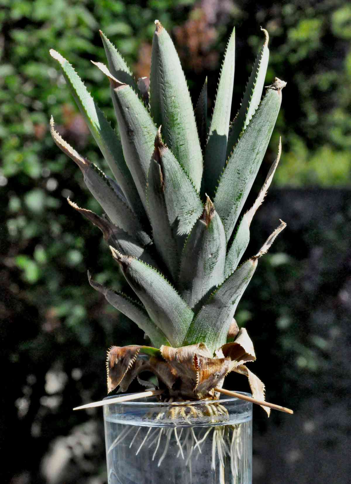 Pineapple cutting with roots