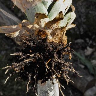 Roots starting off in the soil