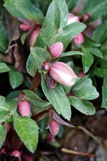 Pink hellebore variety found during a hike