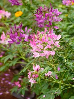 How to plant cleome