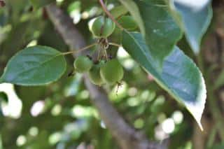 Hardy kiwi fruit on a branch on a well-planted vine