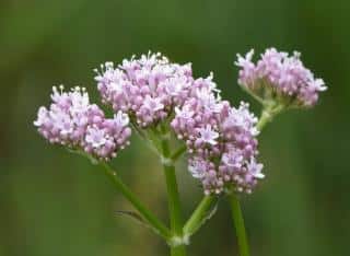 Pink-blooming limonium statice