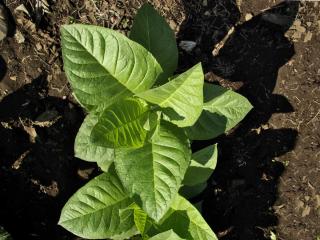 Ornamental tobacco planting